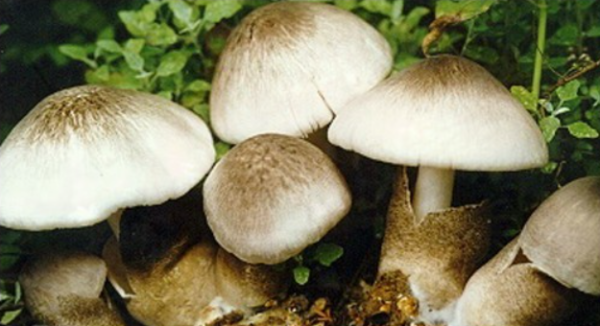 九连阳 能治塑料的大救星，就藏在你涮火锅的食材里……